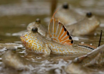 why fish need to live on land 129369