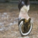 why horses at home must have regularly replaced saddles 130921