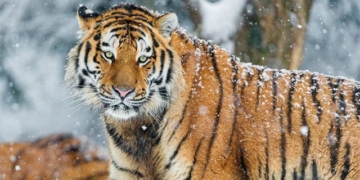 why in winter the siberian clock often goes down to search for food 131085