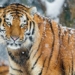 why in winter the siberian clock often goes down to search for food 131085