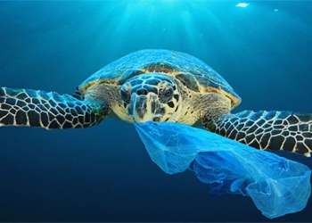 why marine animals swallow plastic waste 106446