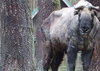 why should we use steel wire to surround the trunk in the fish farming enclosure 129301