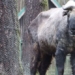 why should we use steel wire to surround the trunk in the fish farming enclosure 129301