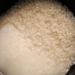 why should you soak rice before cooking 129997