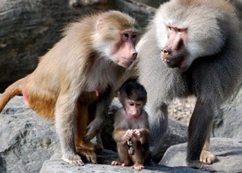 why some animal species can raise offspring similar to humans 129752