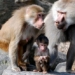 why some animal species can raise offspring similar to humans 129752