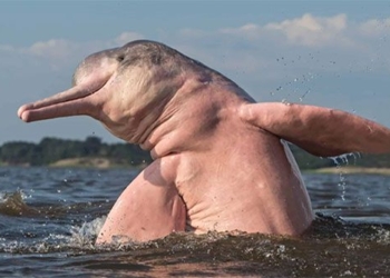 why the amazon river dolphin is pink 129395