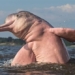 why the amazon river dolphin is pink 129395