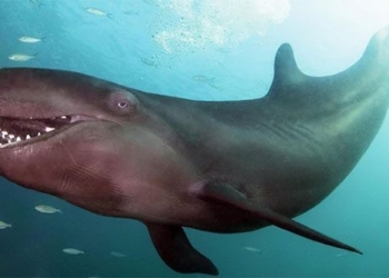 why the male catfish is called the giant catfish 131234