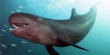 why the male catfish is called the giant catfish 131234