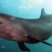 why the male catfish is called the giant catfish 131234