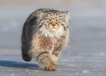 why the manul cat species is hard to survive in captive breeding 130076