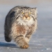why the manul cat species is hard to survive in captive breeding 130076