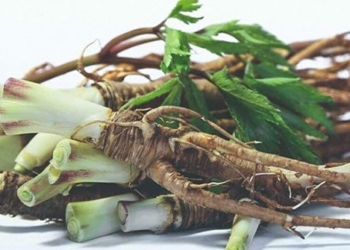 why the penis is called woman ginseng 130870