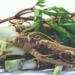 why the penis is called woman ginseng 130870