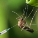 why the us releases 2 4 trillion mice with gene modification in response to environmental changes 131343
