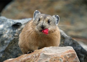 why there is a 1 2 billion rabbit pika living on the highest plateau in the world 129951