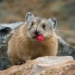 why there is a 1 2 billion rabbit pika living on the highest plateau in the world 129951