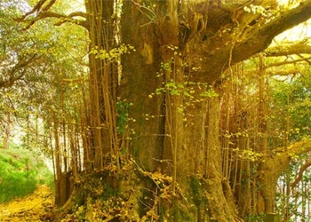 why this species of plant is considered an endangered species and is facing extinction 129649