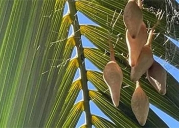 woman discovers 6 bags on a tree and the truth behind 130685