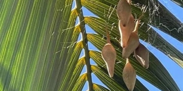 woman discovers 6 bags on a tree and the truth behind 130685