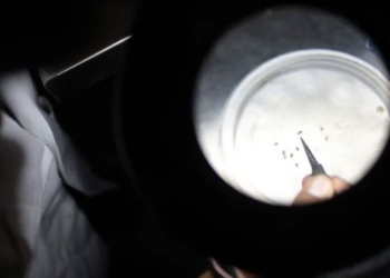 worlds first vaccine for chikungunya approved against mosquitoes 130944