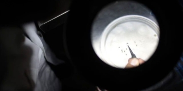 worlds first vaccine for chikungunya approved against mosquitoes 130944