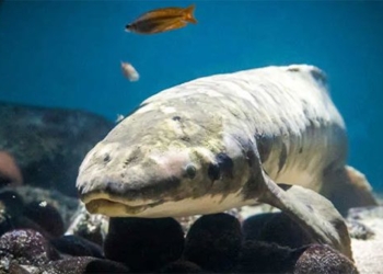 worlds largest living goldfish 129992