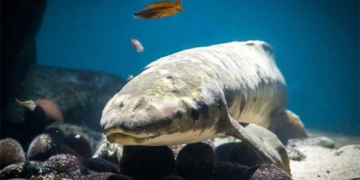 worlds largest living goldfish 129992