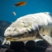 worlds largest living goldfish 129992