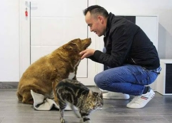 worlds oldest living dog dies at 31