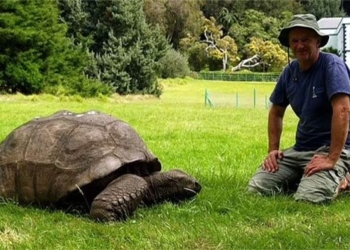 worlds oldest tortoise celebrates 191st birthday 131433