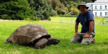 worlds oldest tortoise celebrates 191st birthday 131433