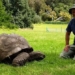 worlds oldest tortoise celebrates 191st birthday 131433