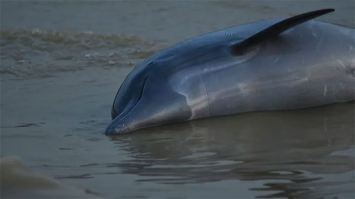 Dolphin carcasses washed up on the shore of Tefé Lake.