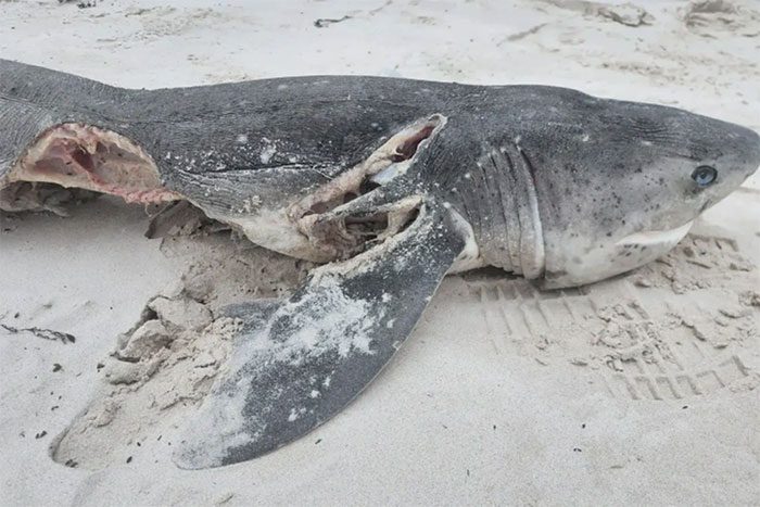 The remains of one of the sharks that fell victim to the killer whales.