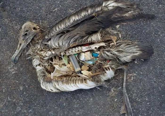 A bird's carcass filled with plastic.