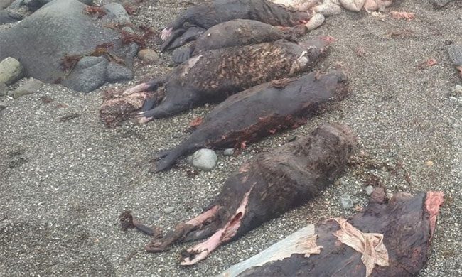 The intact sea otters were removed from the stomach of the stranded female killer whale.