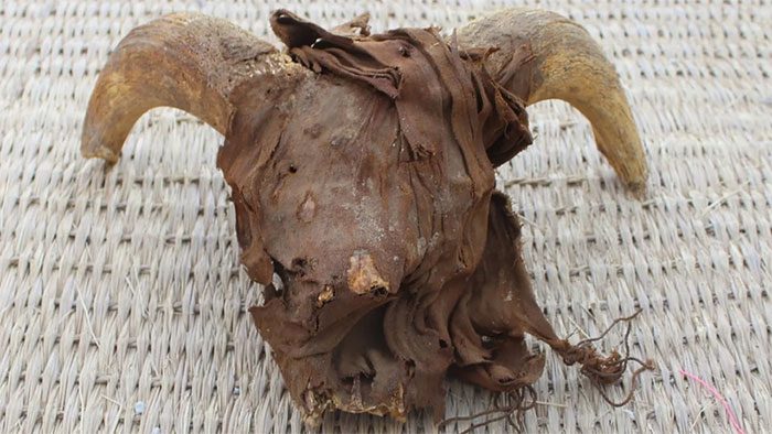 One of the ram heads discovered by archaeologists