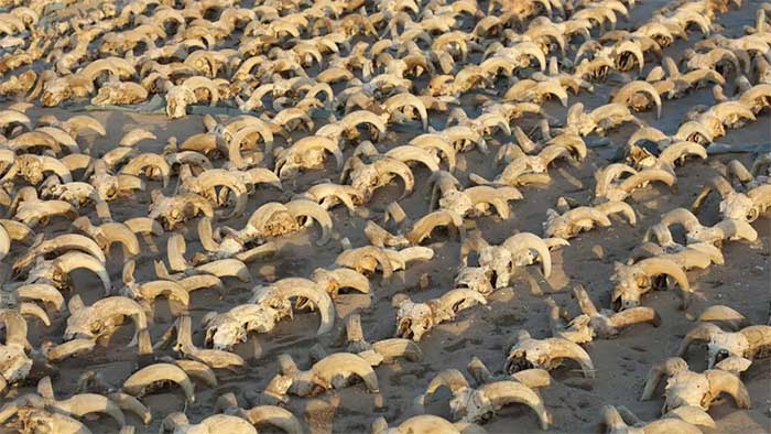 Approximately 2,000 mummified ram heads discovered