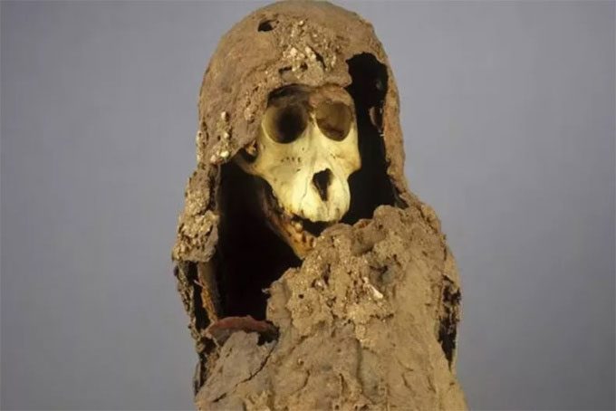 Mummified baboon (specimen 90001206) from Gabbanat el-Qurud, Egypt