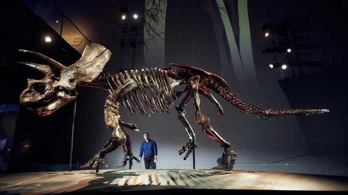 The fossil of the three-horned dinosaur Horridus, which went extinct 67 million years ago.