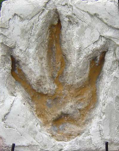 10DiloposaurusFoot