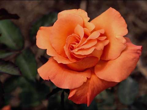 Roses