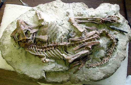 11Psittacosaurus