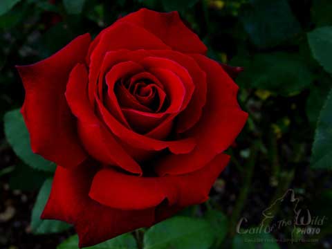 Roses