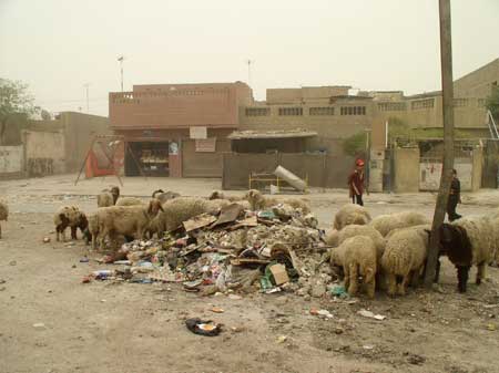 Toxic Animals Due to Pollution