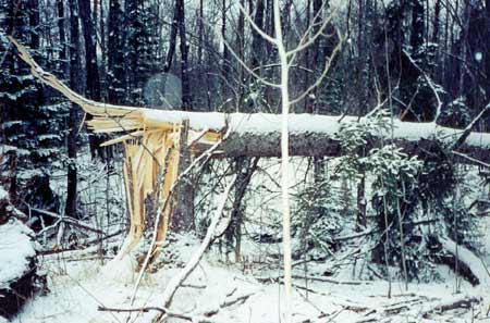 Widespread Deforestation