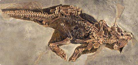 14Psittacosaurus