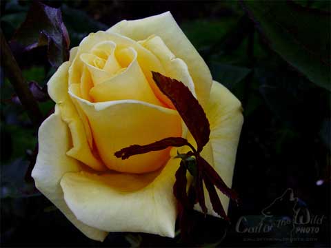 Roses